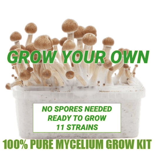 Magic mushroom grow kit with 100% strong mycelium