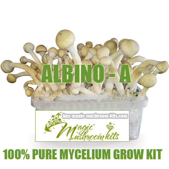 Albino A magic mushroom grow kit