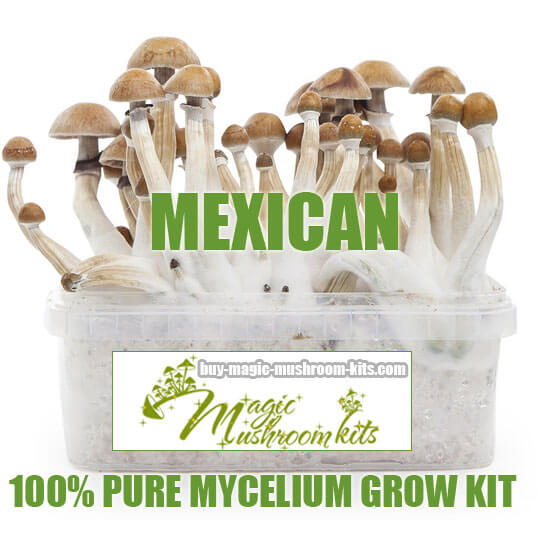 mexican magic mushroom grow kit