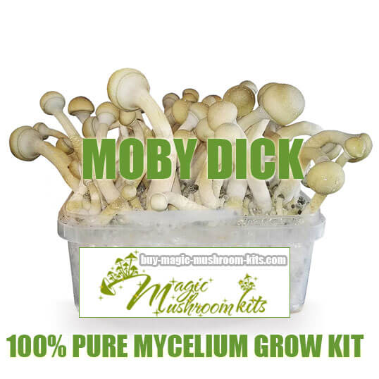 moby dick magic mushroom grow kit