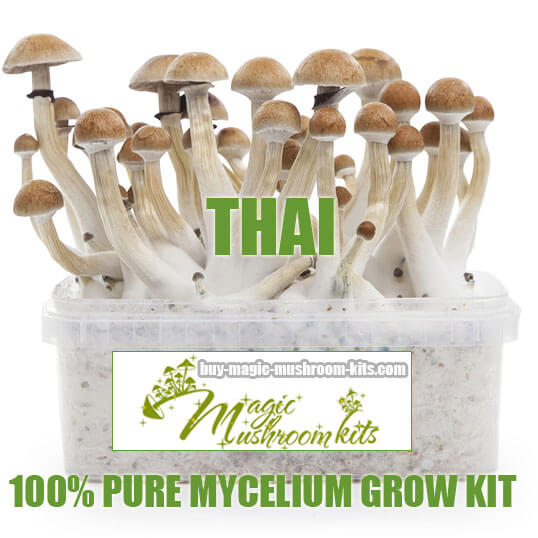 best place to buy magic mushroom spore syringe